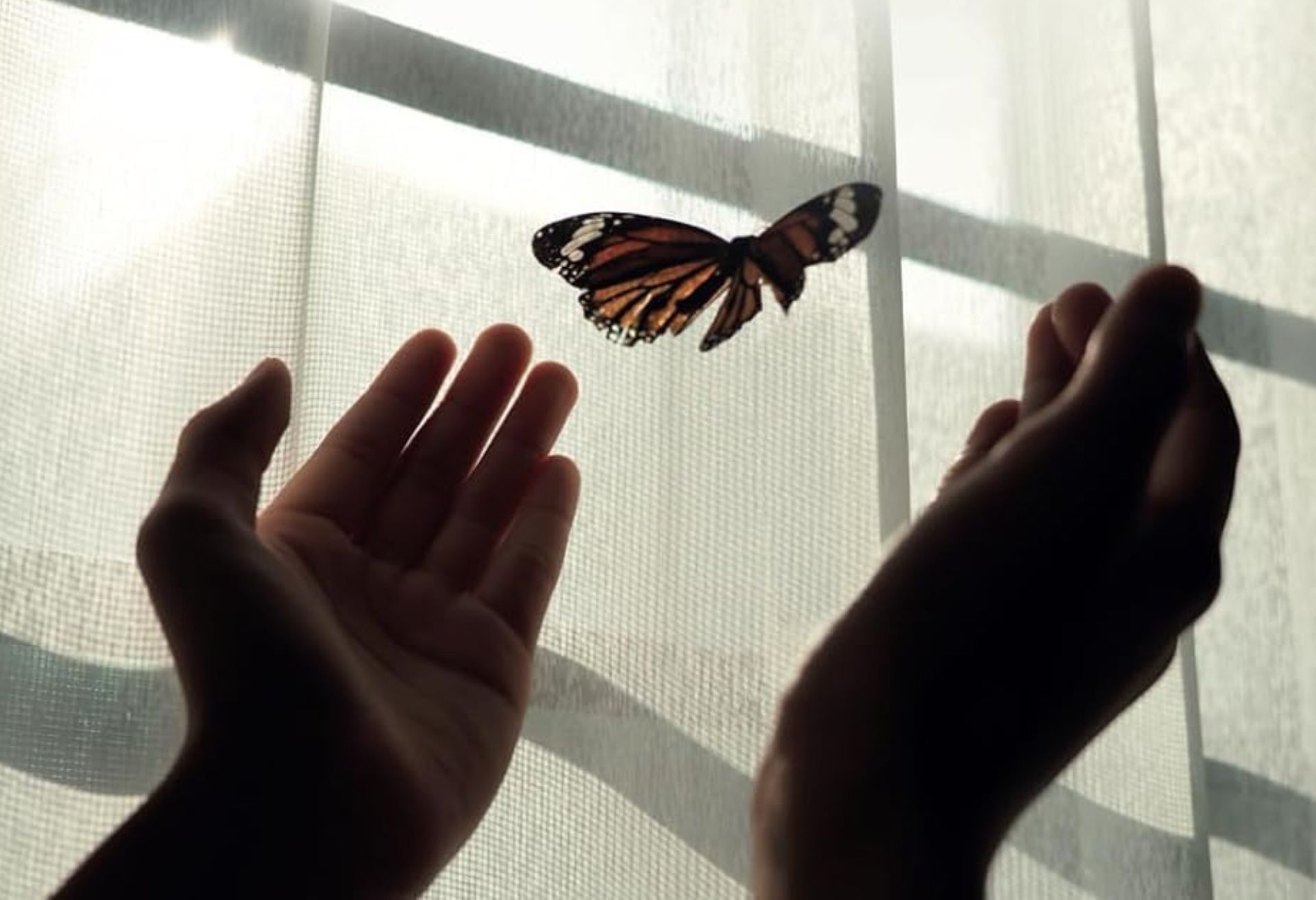 Image of hands releasing a butterfly taken from the front cover of the book
